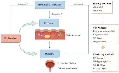 Causal effects of gut microbiota on risk of overactive bladder symptoms: a two-sample Mendelian randomization study